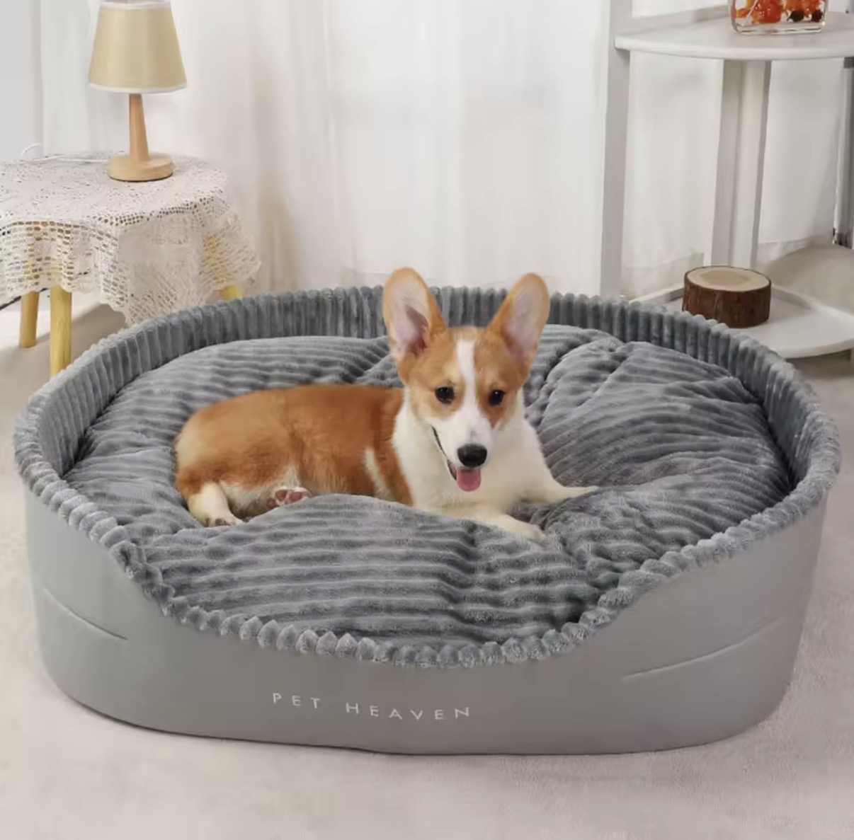 Corgi in bed
